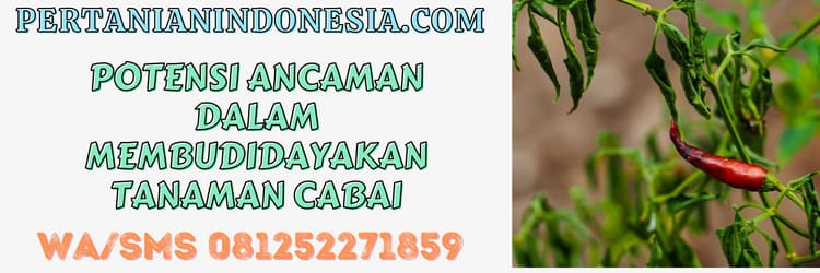tanaman,cabe,tanaman cabe,tanaman cabai,ancaman